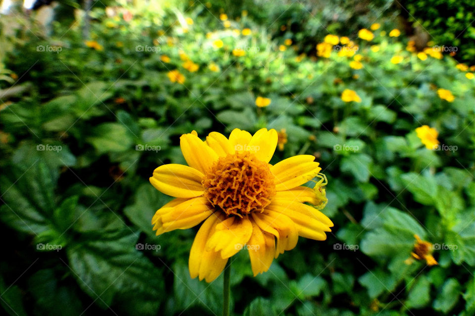 garden yellow nature flower by yahavesh