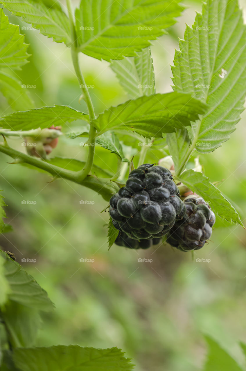 Ripe Black Raspberries