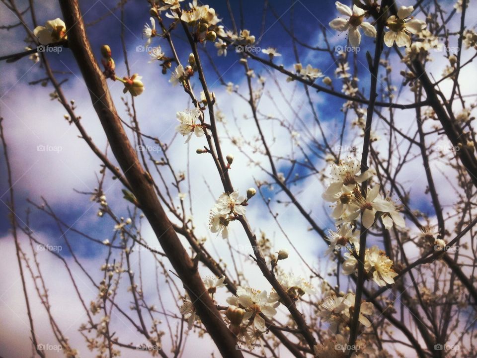spring. spring flowers cherry