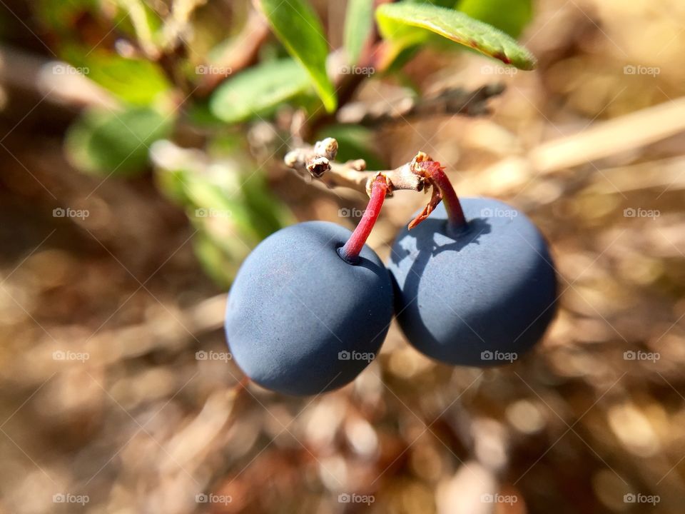Blueberries of Alaska.