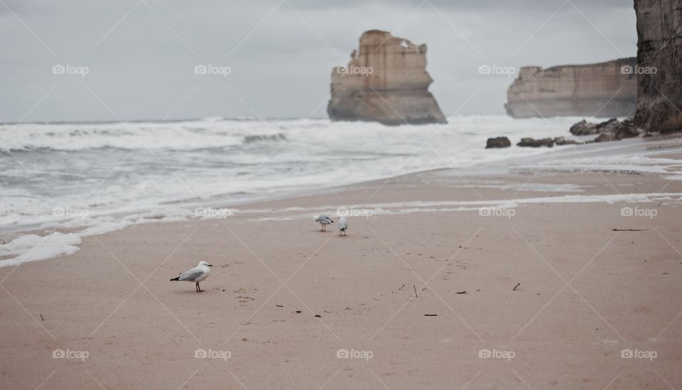 Ocean cliff, rough sea, seagulls