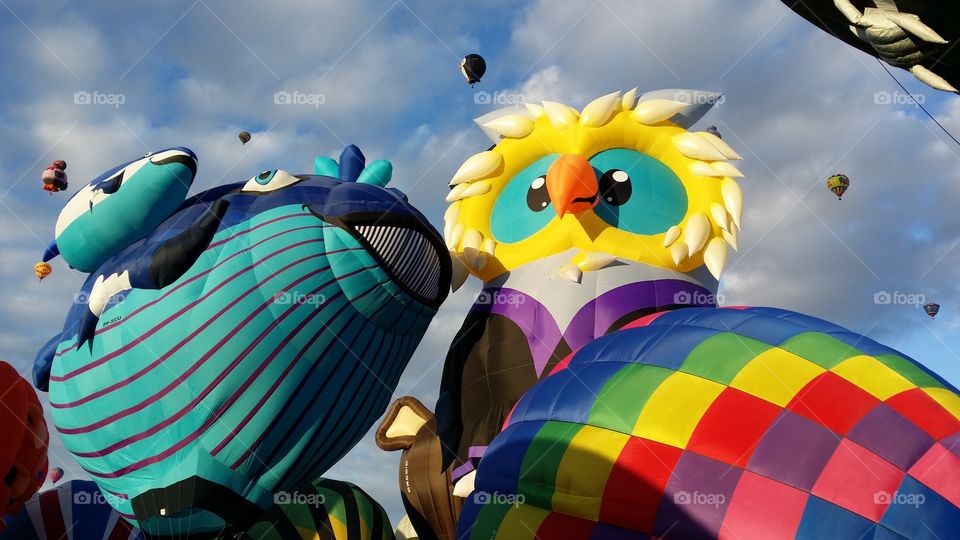 Albuquerque Balloon Fiesta 2014. owl and other balloons inflating at dawn in October 2014 at Fiesta Park Albuquerque NM