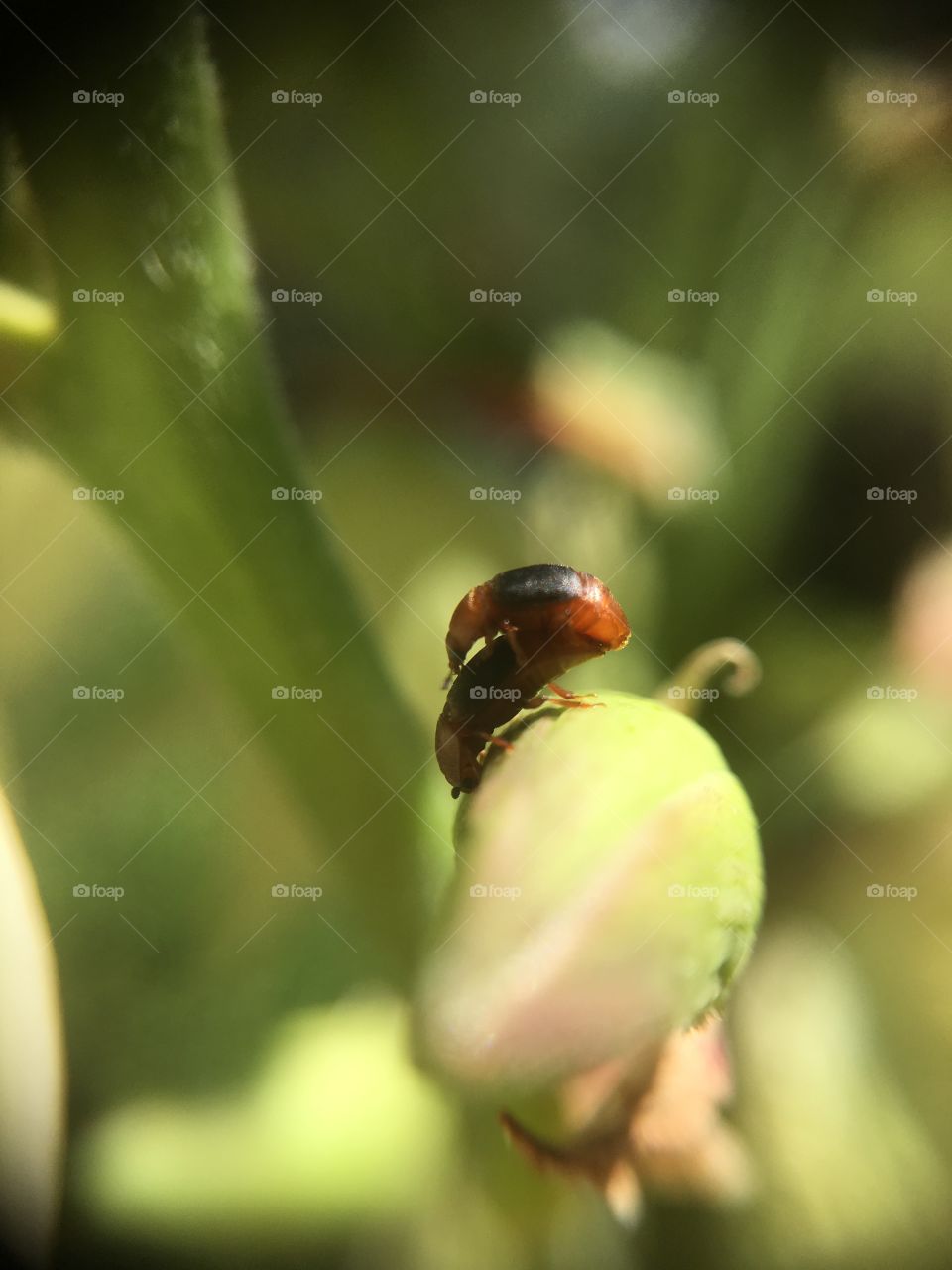 Double-decker beetle