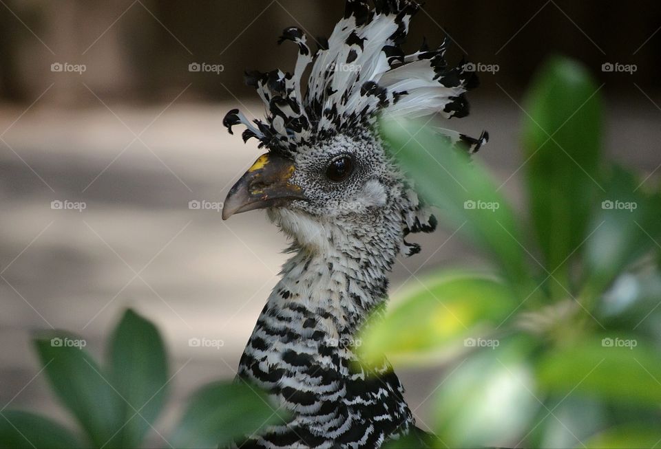 te veo y te observó desde mi