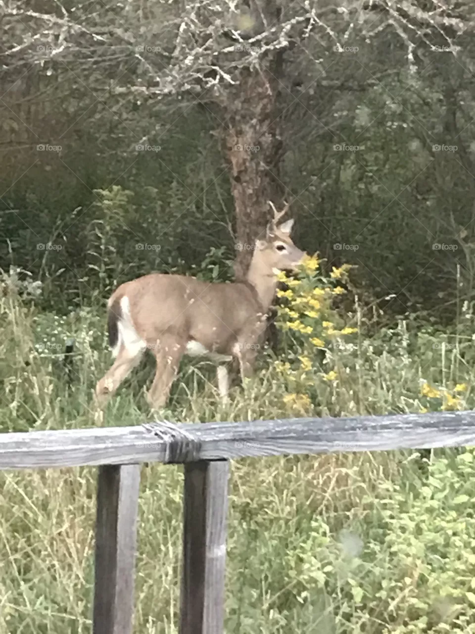 Deer