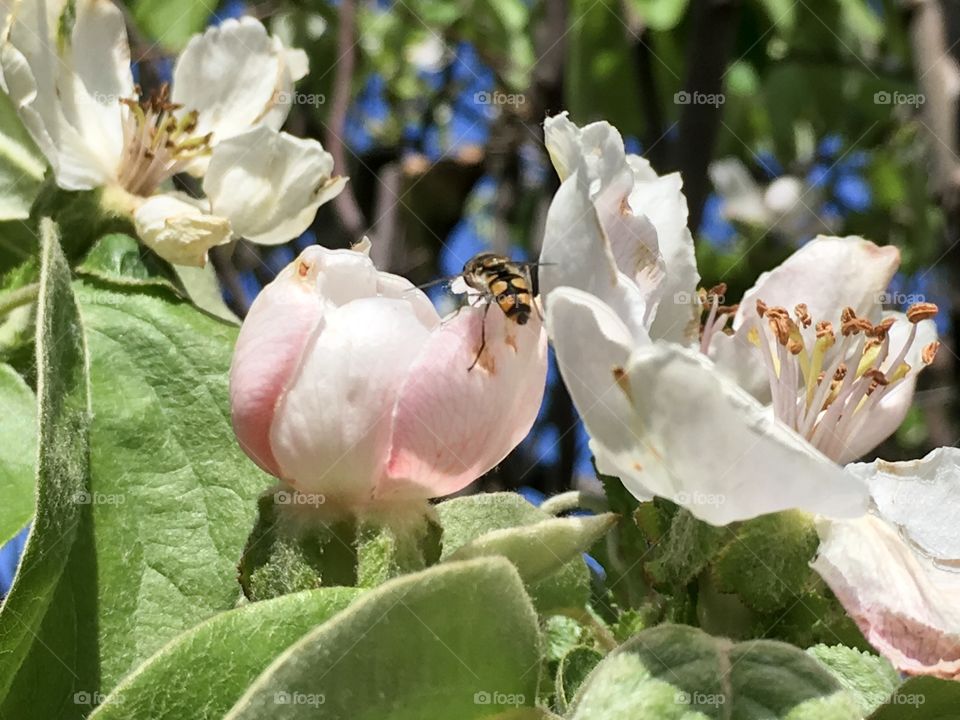 Bee on the tip of a quince tree blossom