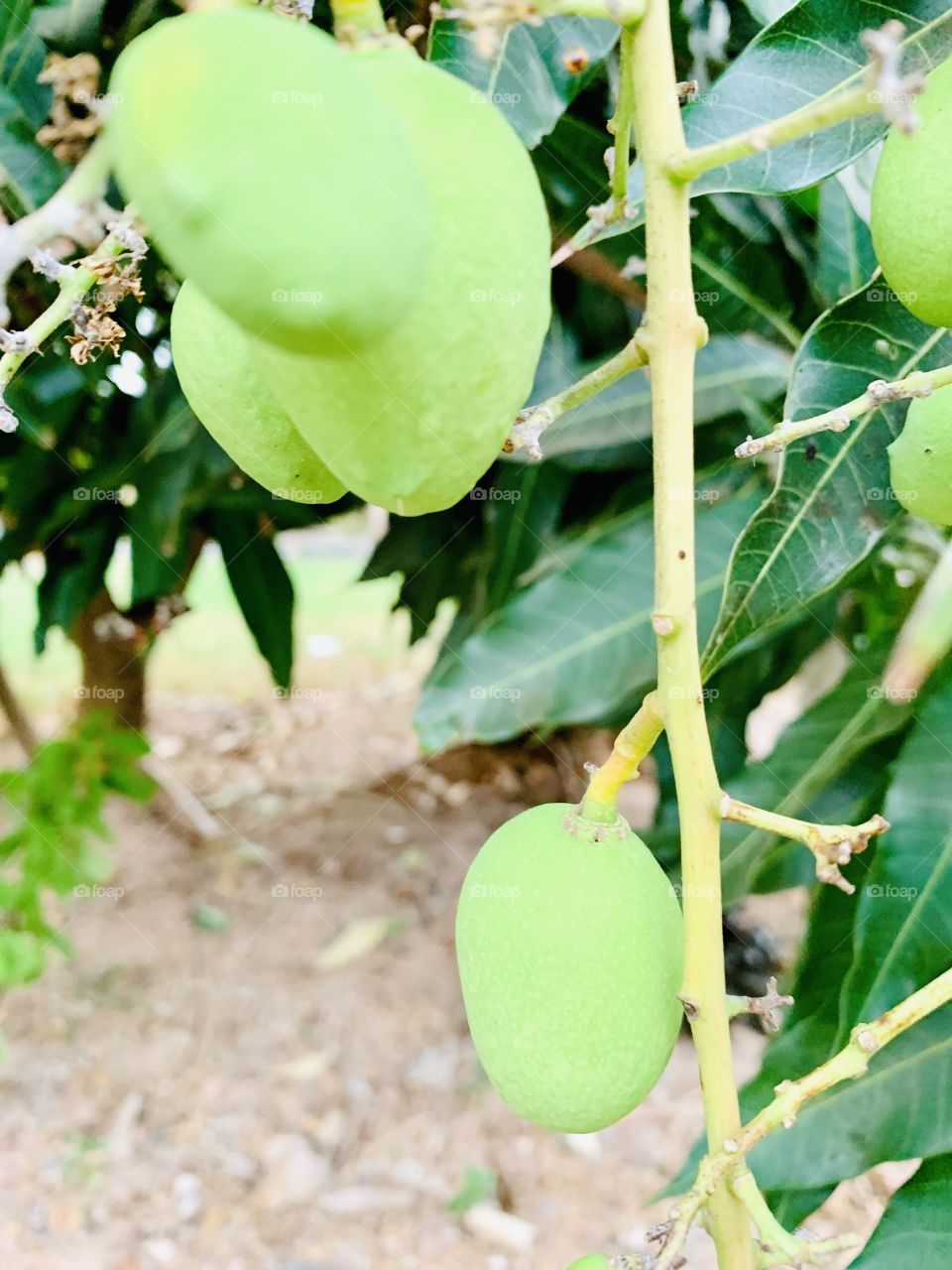 Mango ceylon