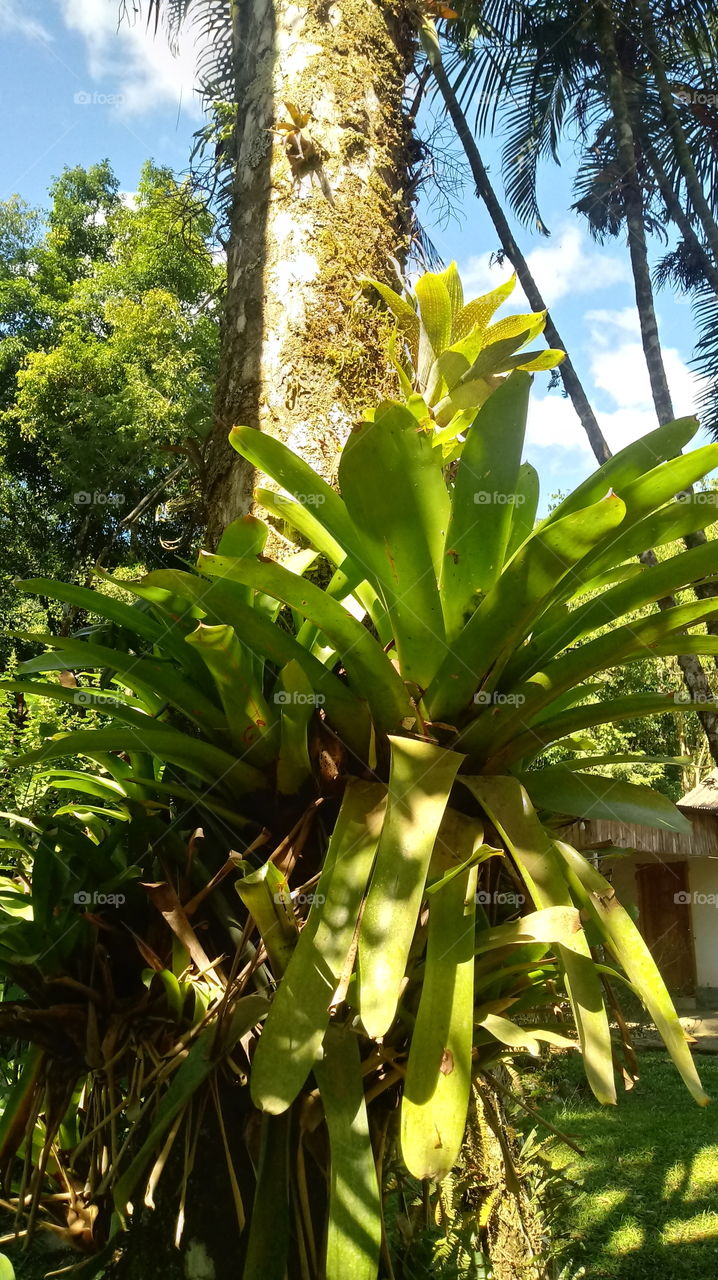 LINDA LINDAS BROMÉLIAS