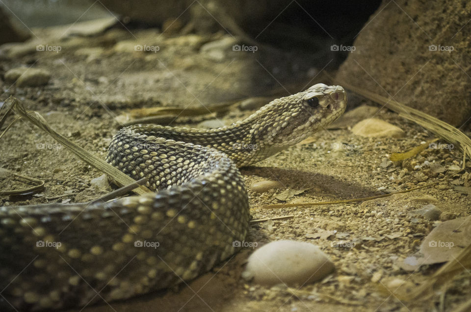 A Rattlesnake close