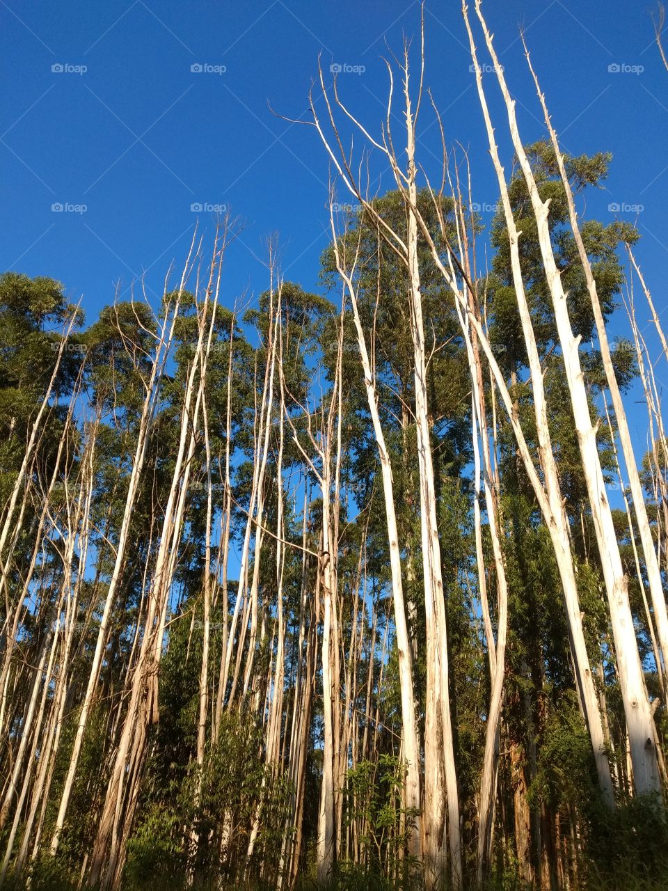 bem vindo foap natureza