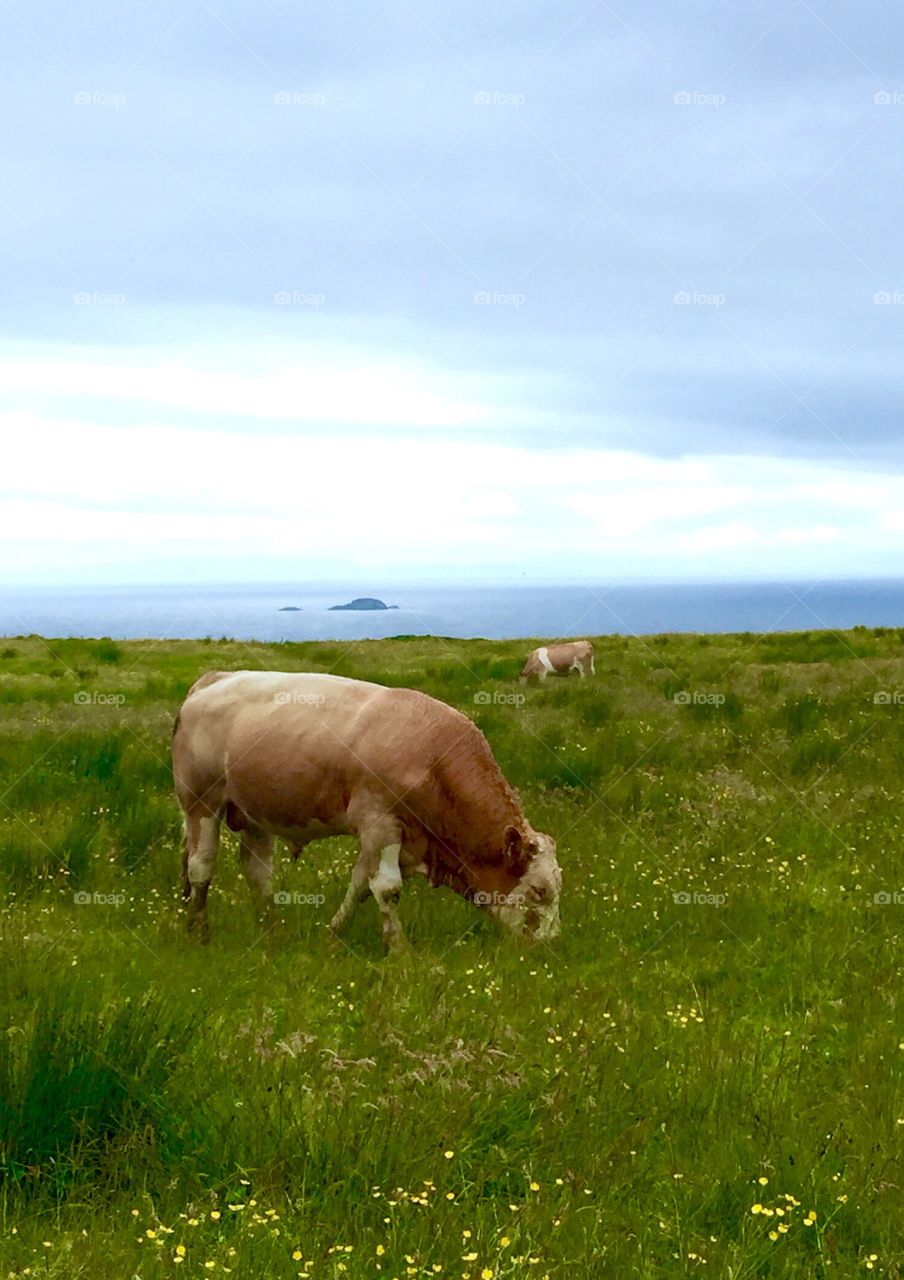 White Cow on the island of Skye