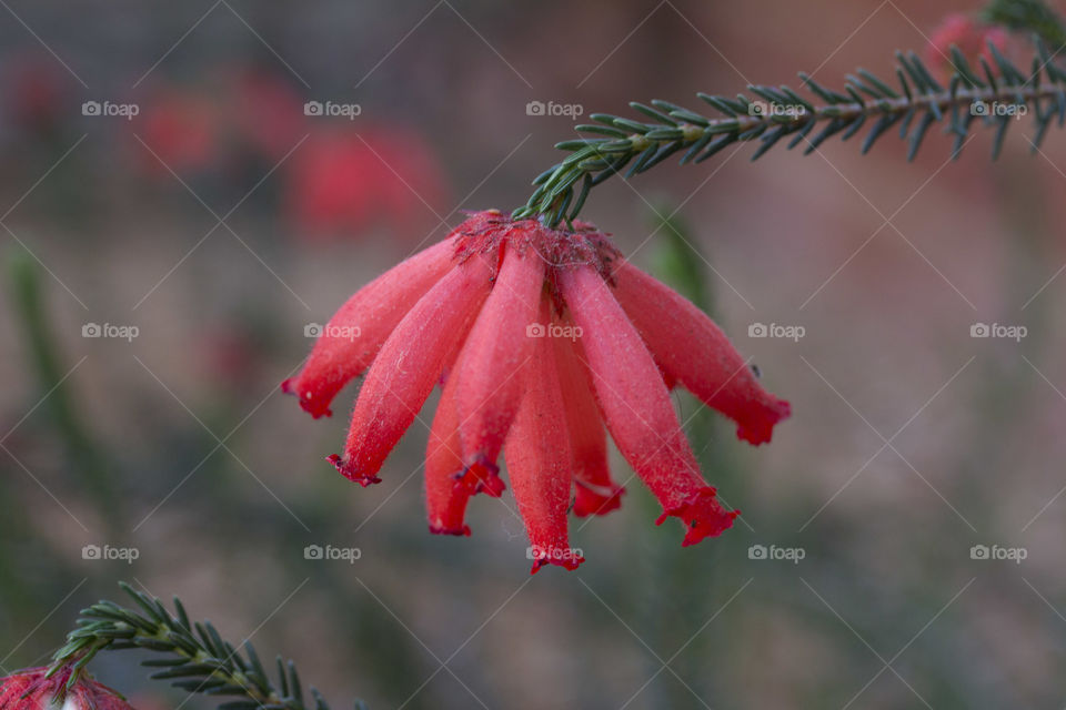 Red hanging bunch of Spring flowers 