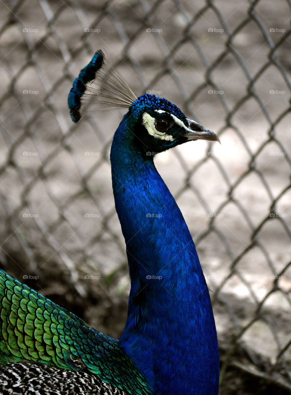 outdoors colors animal usa by refocusphoto