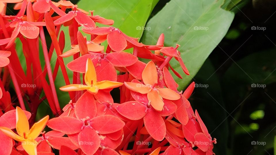 Beautiful Bright Red wild flowers
