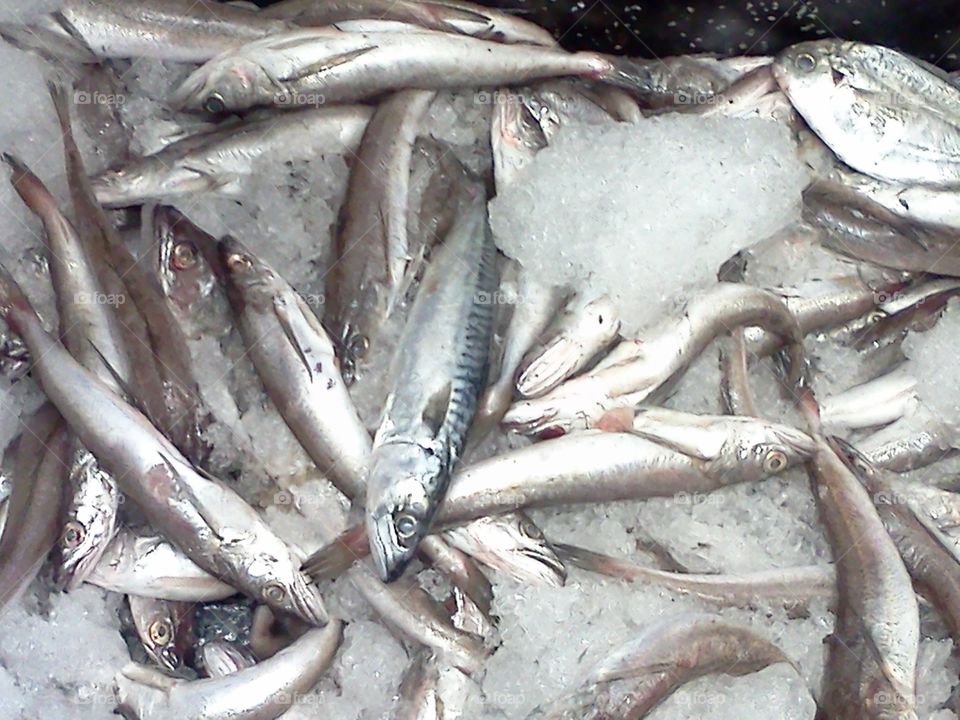 Fish on ice for sale at the fish market