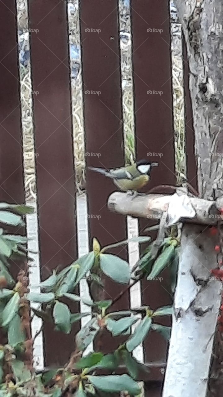 tit sitting on a feeder  in winter garder