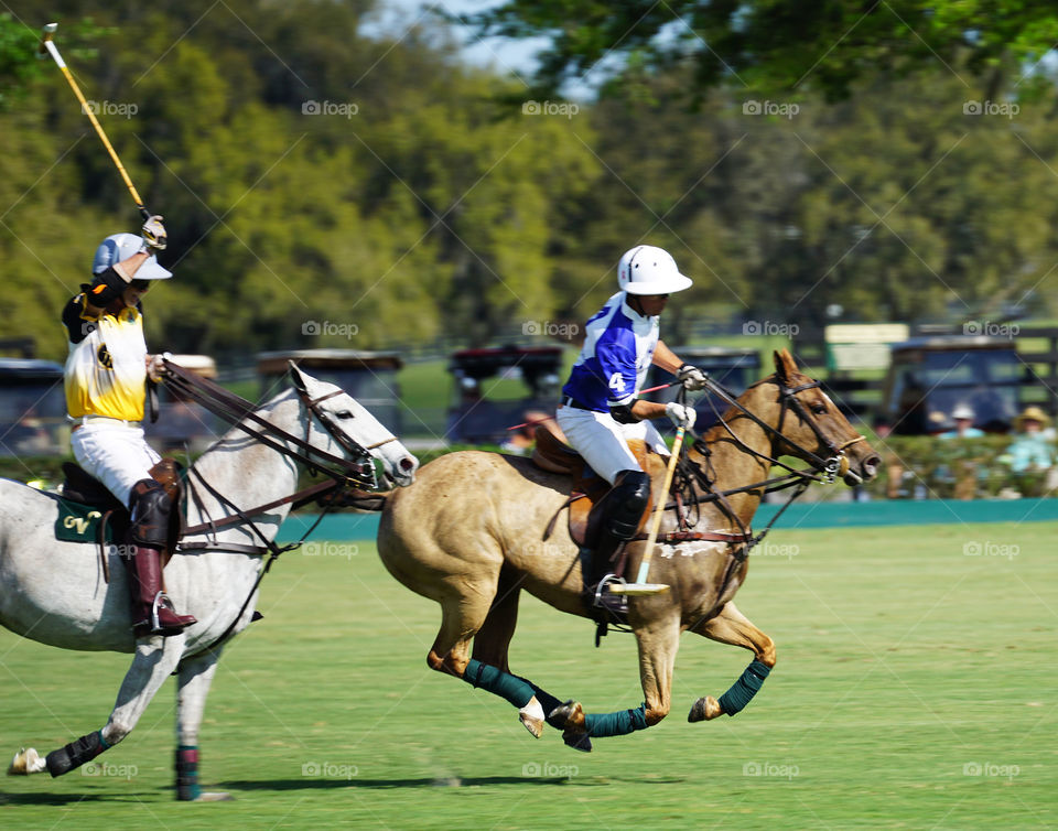 Polo horses running