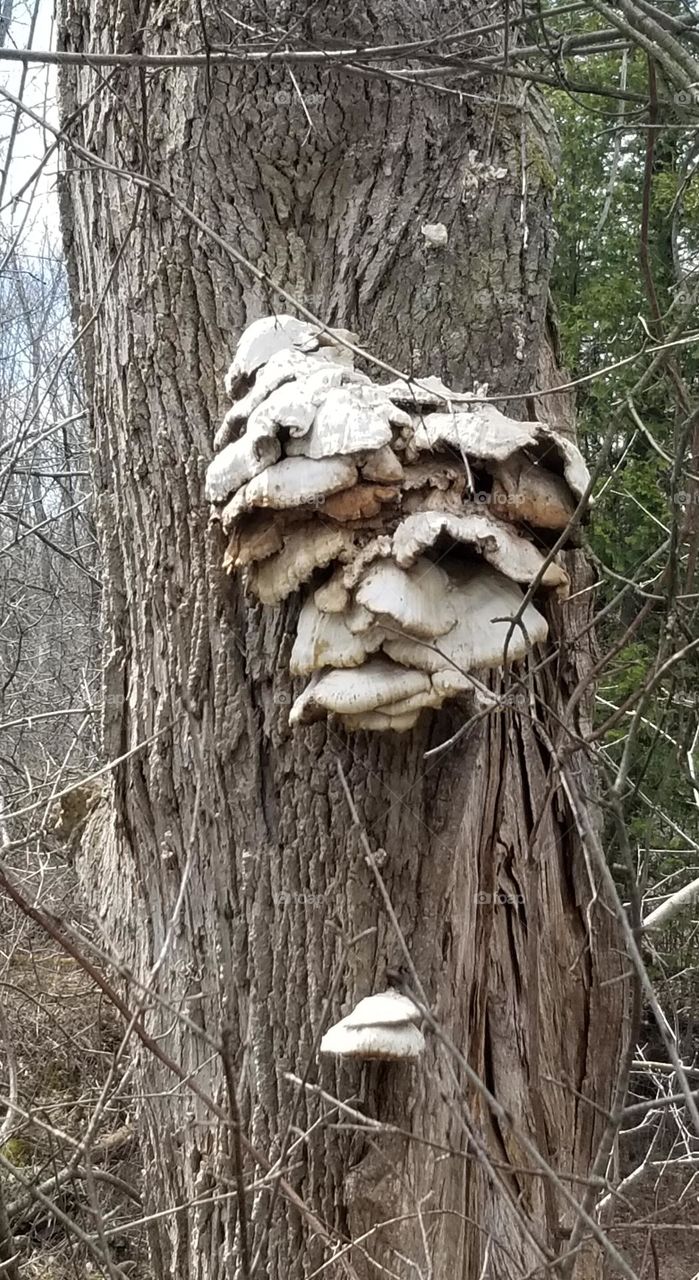 Fungi On A Tree