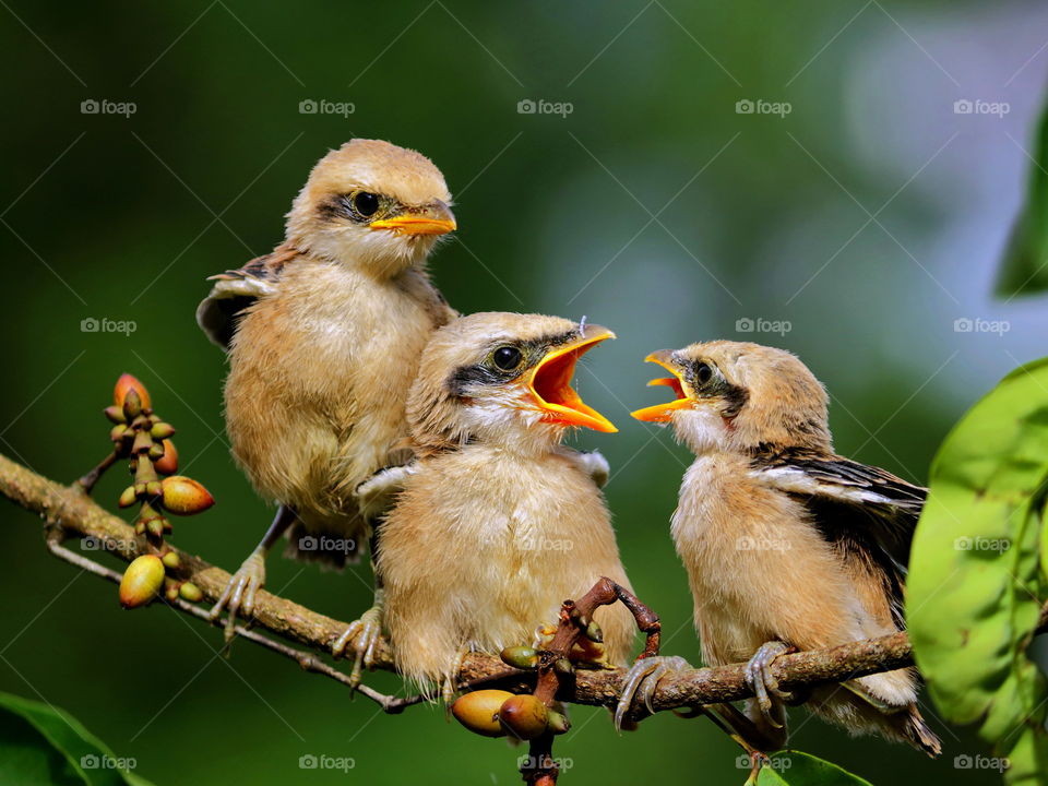 Three cute little birds.