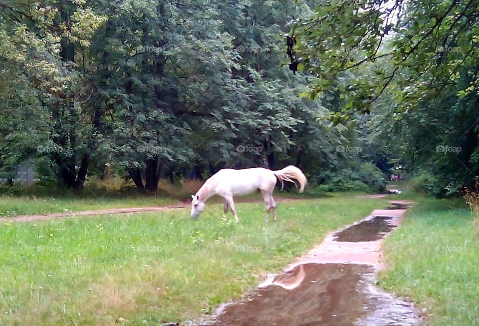 Nature, Wood, Grass, Summer, Outdoors