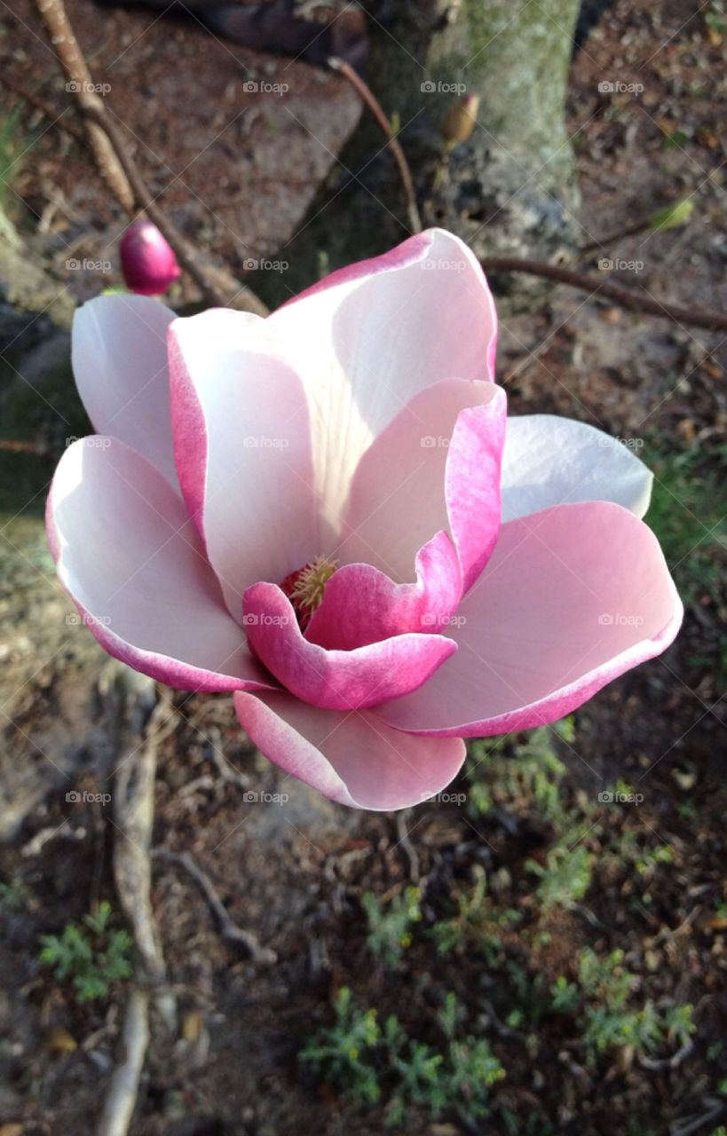 nature pink flower white by jerseyjewels