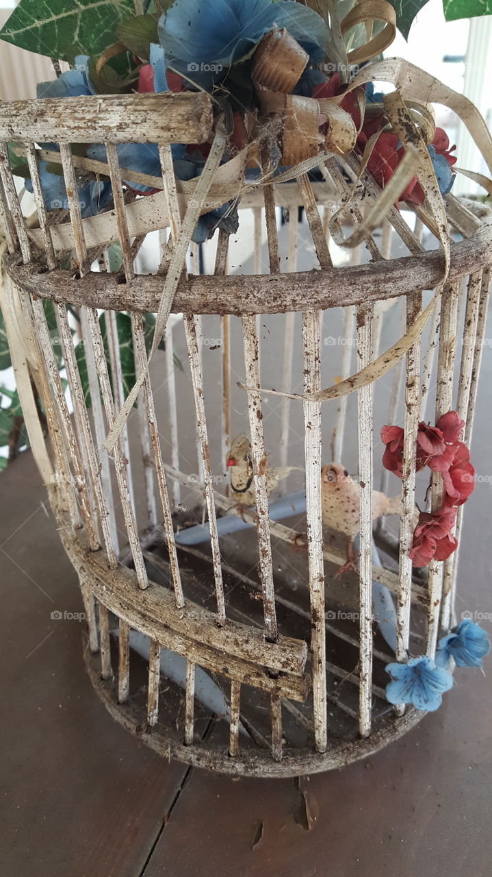 birds in a wooden cage