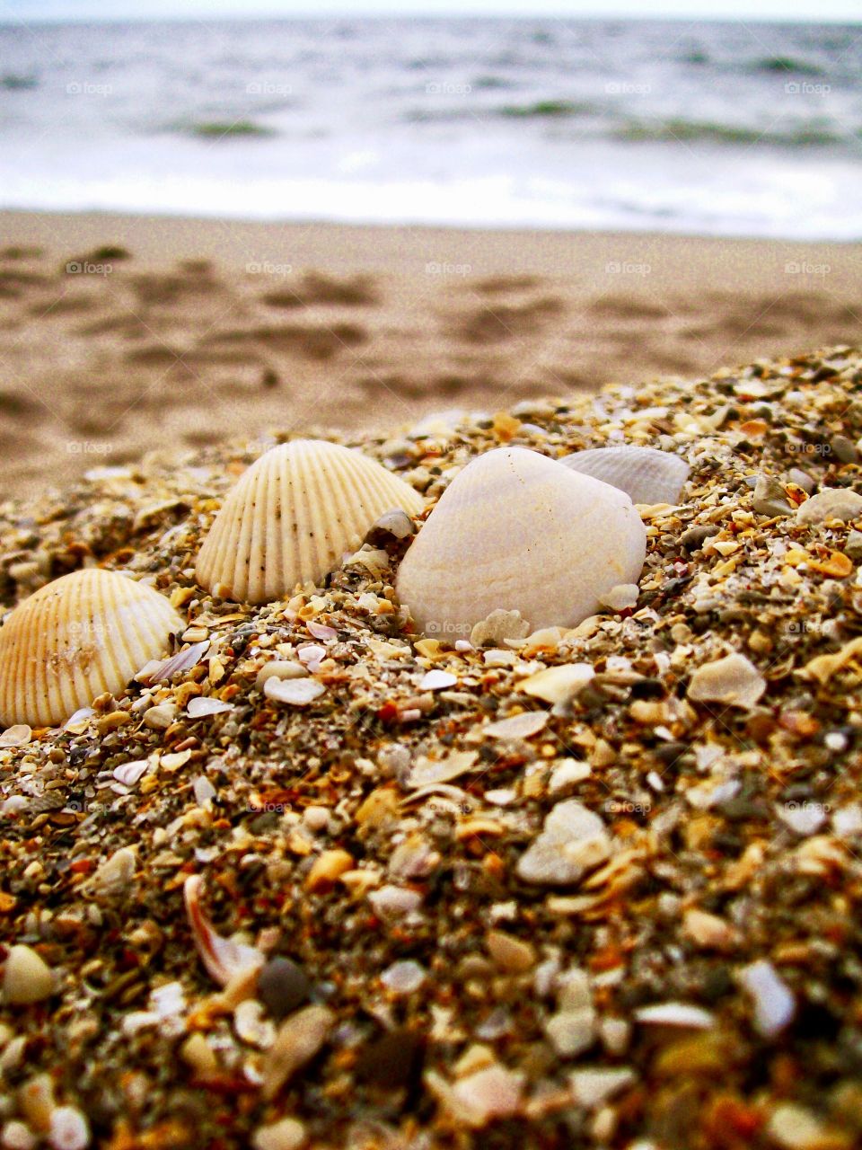 Shells laying on the beach