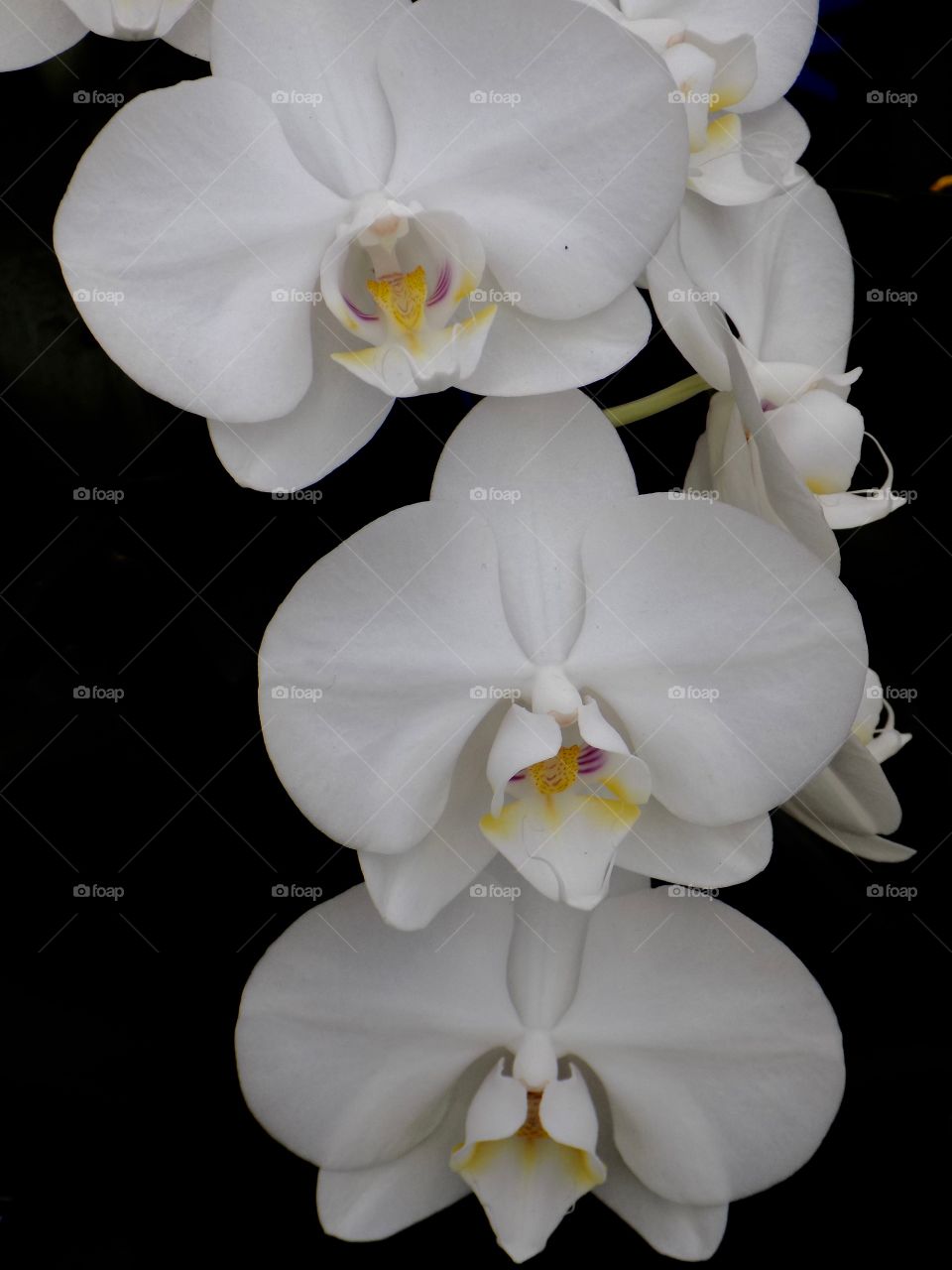 Phalenopsis orchid