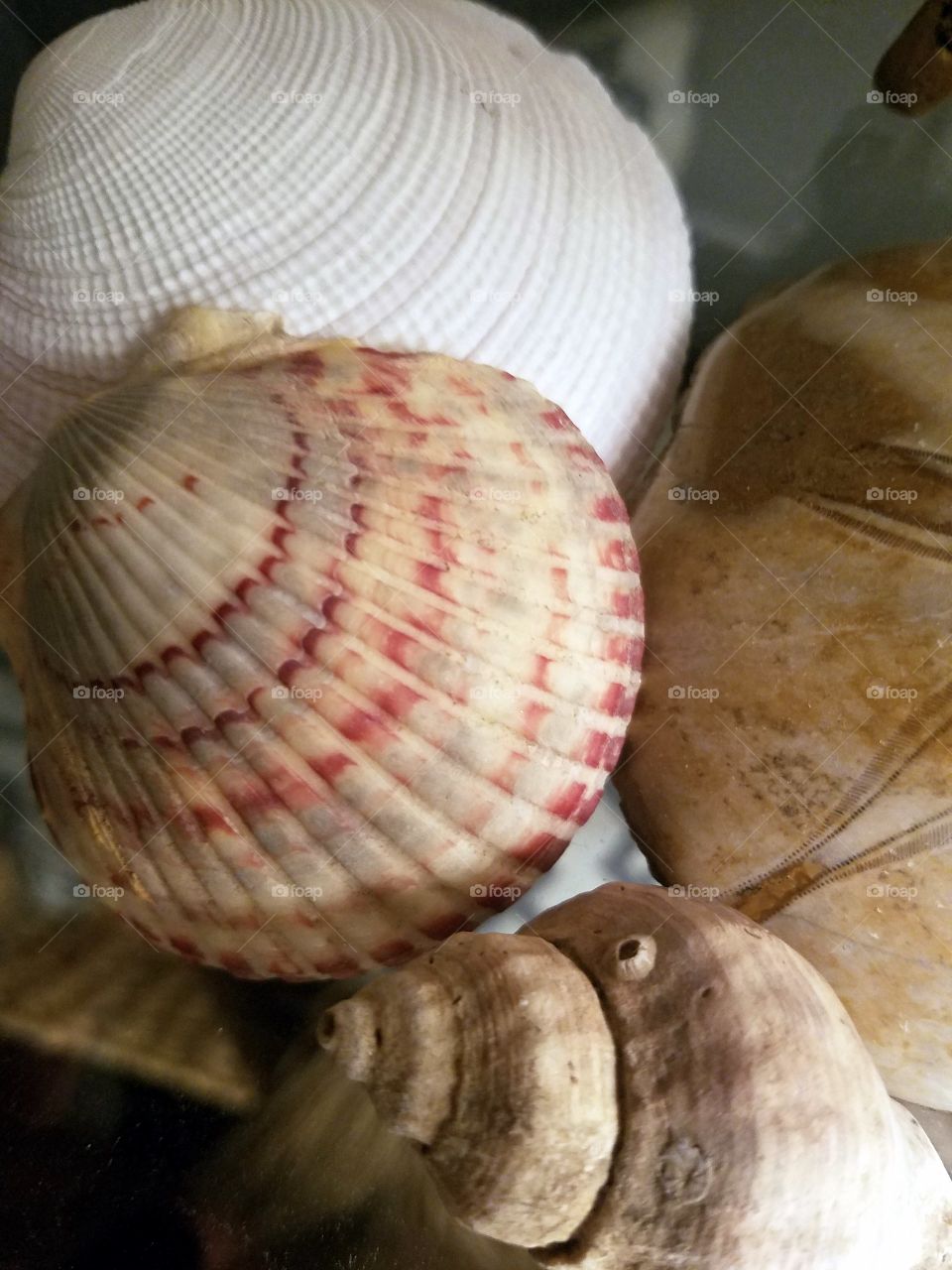 SeaShells