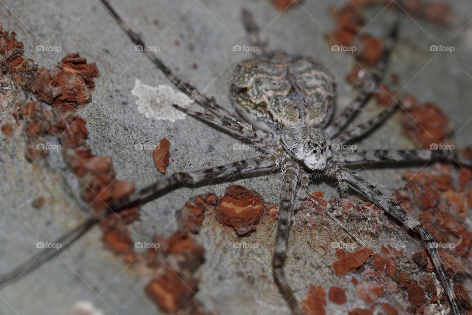 Spinnereted bark spider camouflaging on a tree