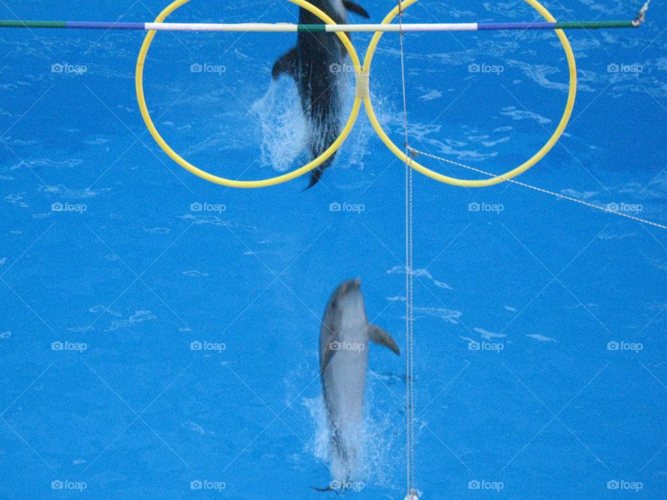 Dolphinarium Odessa дельфинарий Одесса