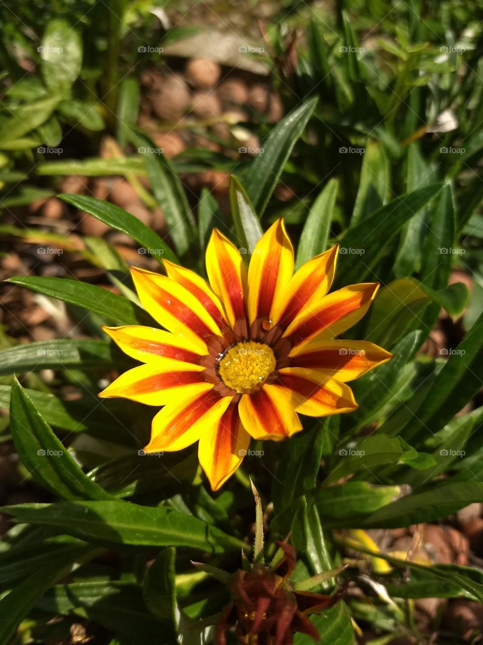 yellow and red flower