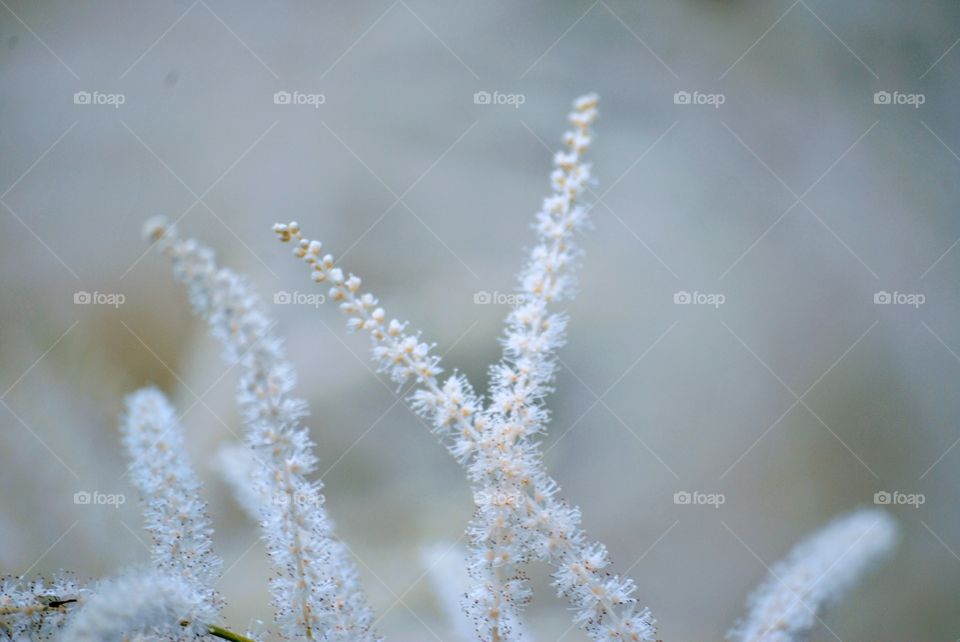 White flowers