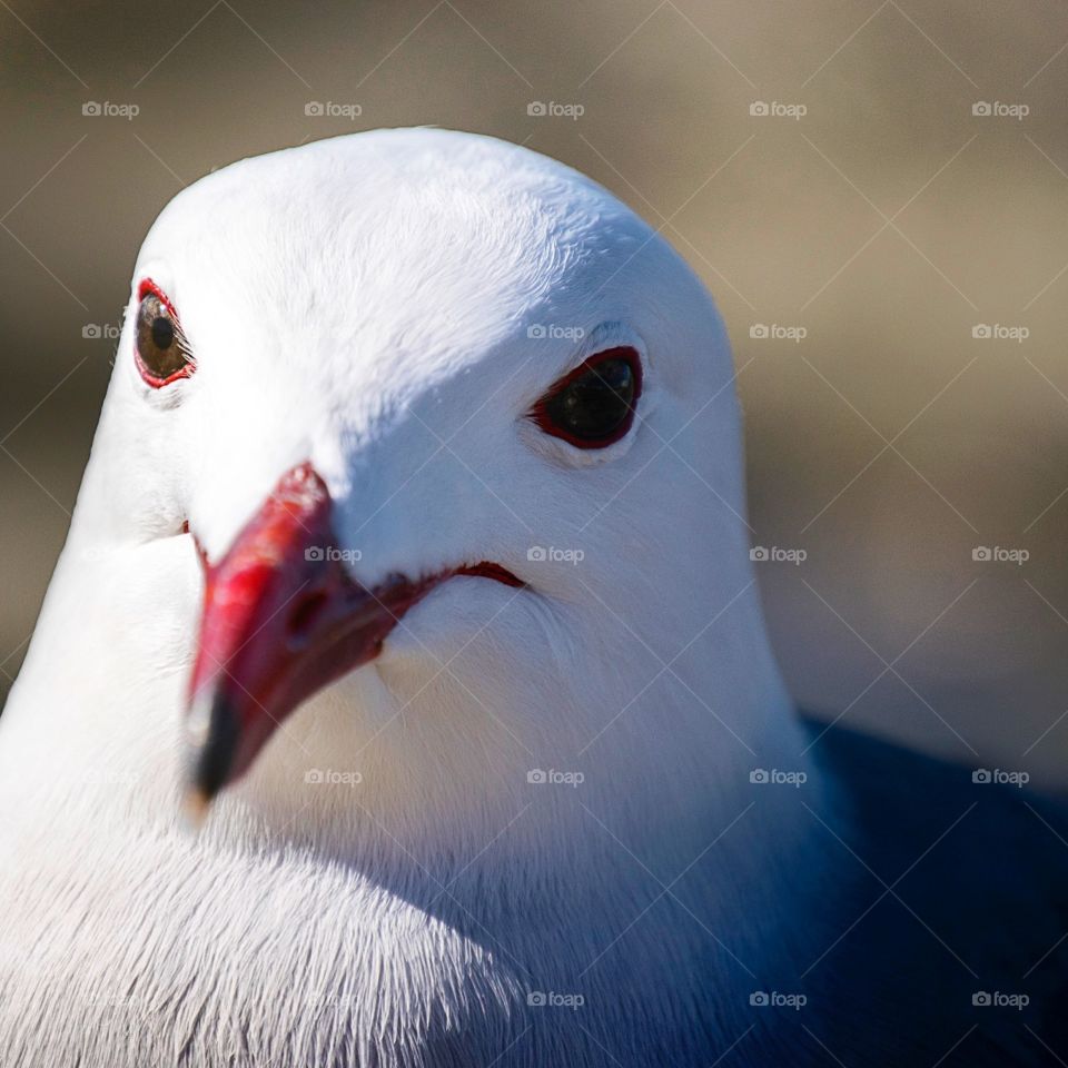 Bird, No Person, Wildlife, Nature, Portrait