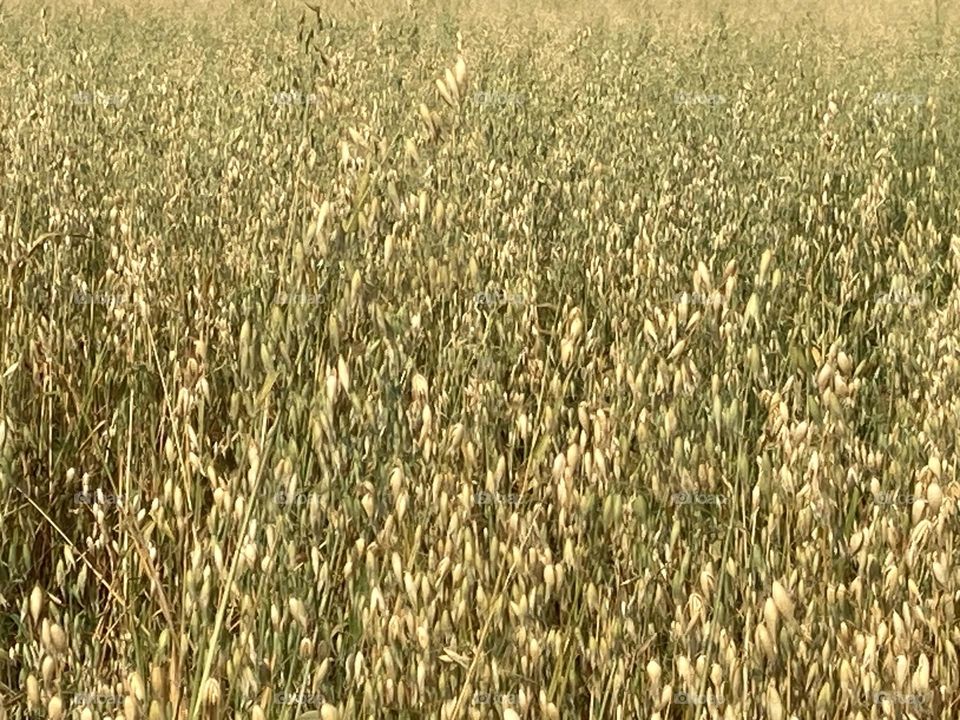 Campo extenso de aveia branca com folhas e flores bem discretas.