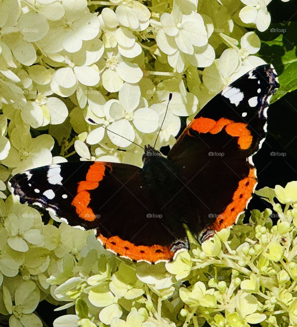 Butterfly tortoise-shell