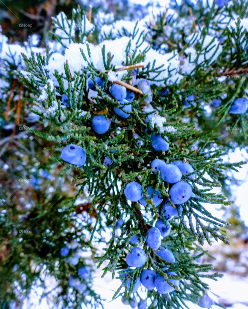Rocky Mountain juniper