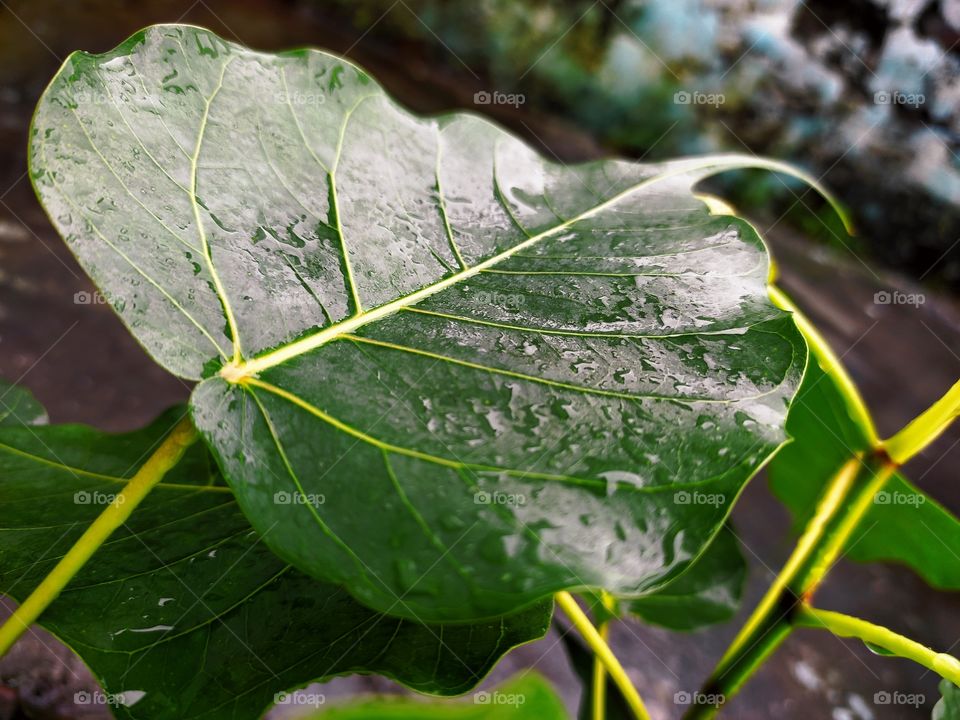 green leaf