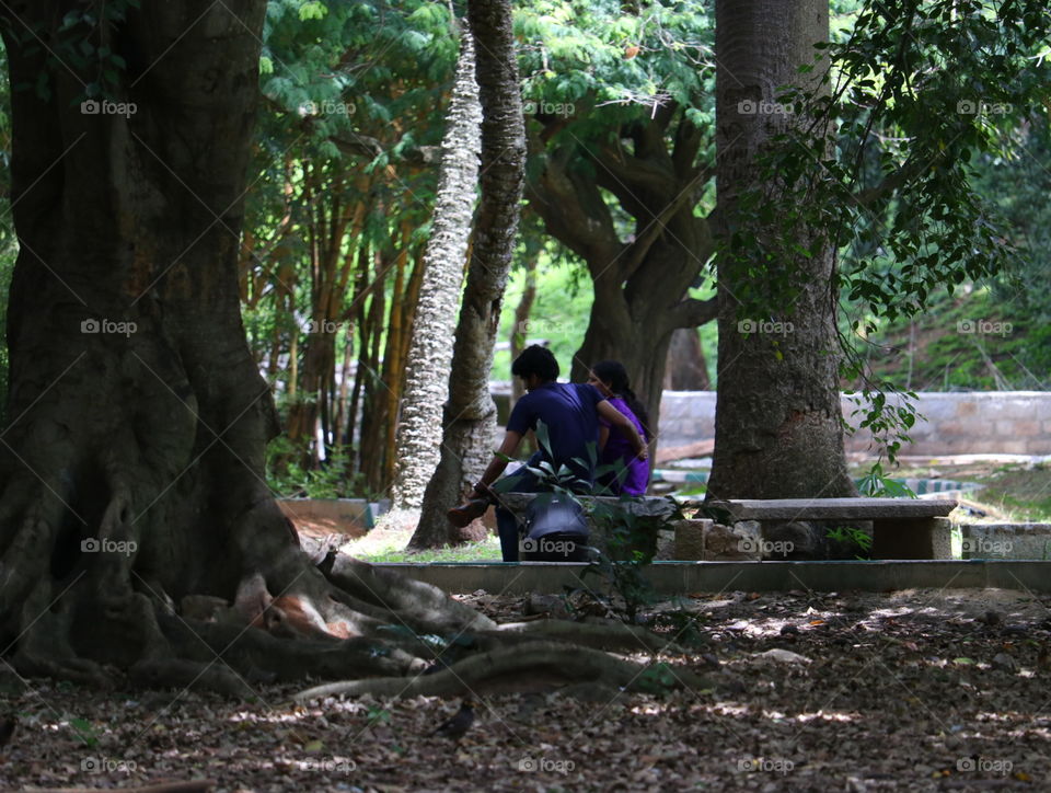 Tree, Wood, Environment, Leaf, Park