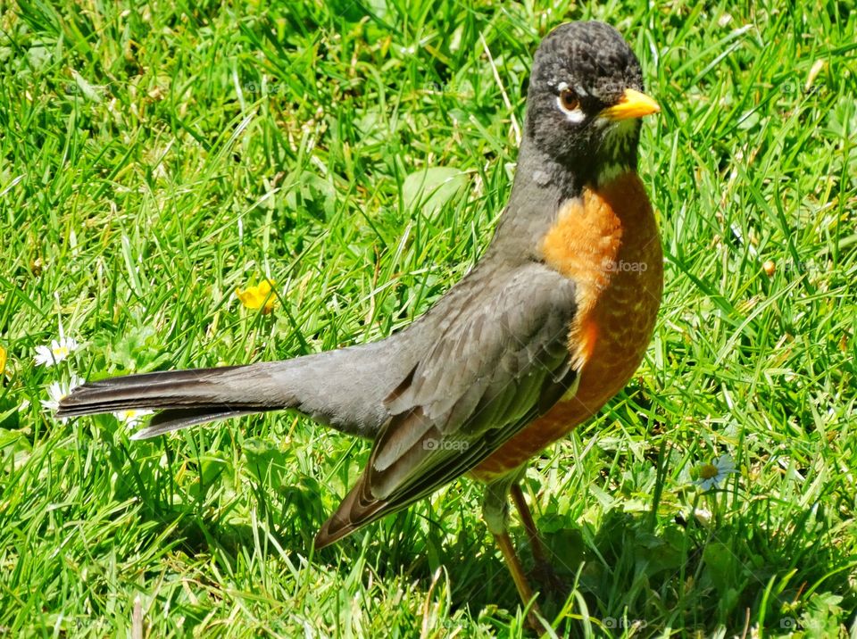 American Robin. Red Robin With Brilliant Chest Plumage
