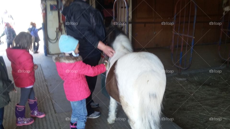 pony brushing