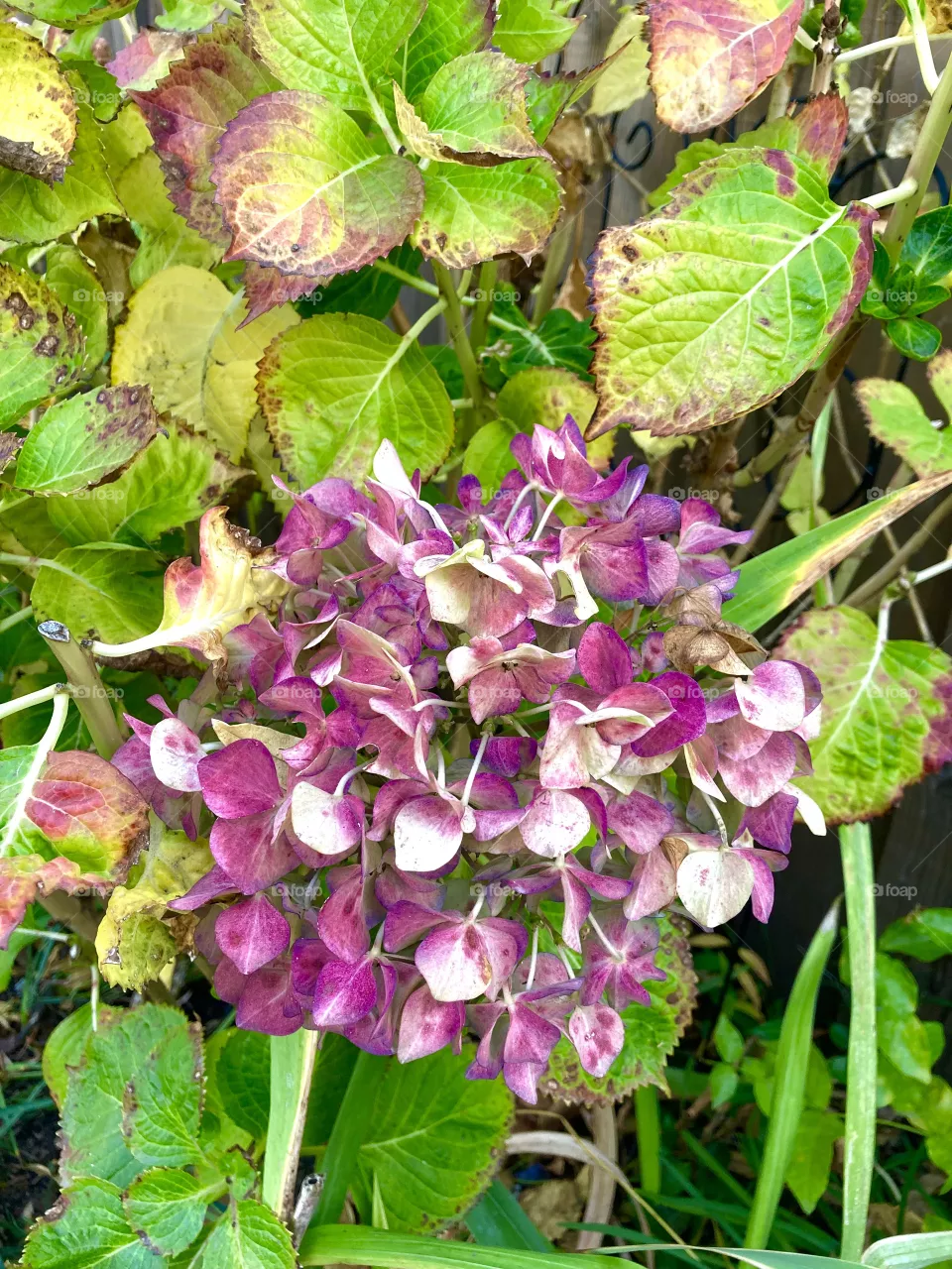 Fall hydrangeas 