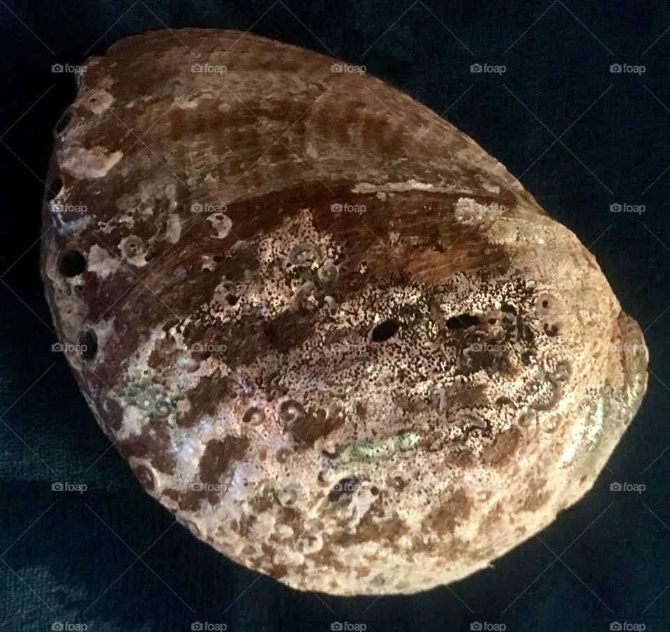Part of my seashell collection - This is the outside of the abalone and the next picture is the inside of the same shell.