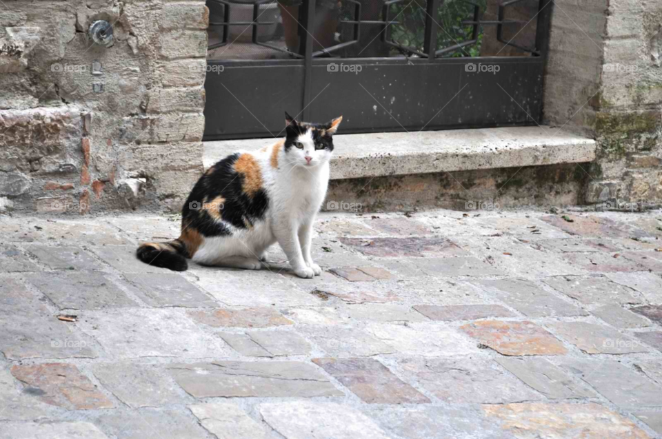 assisi italy cat calico by micheled312