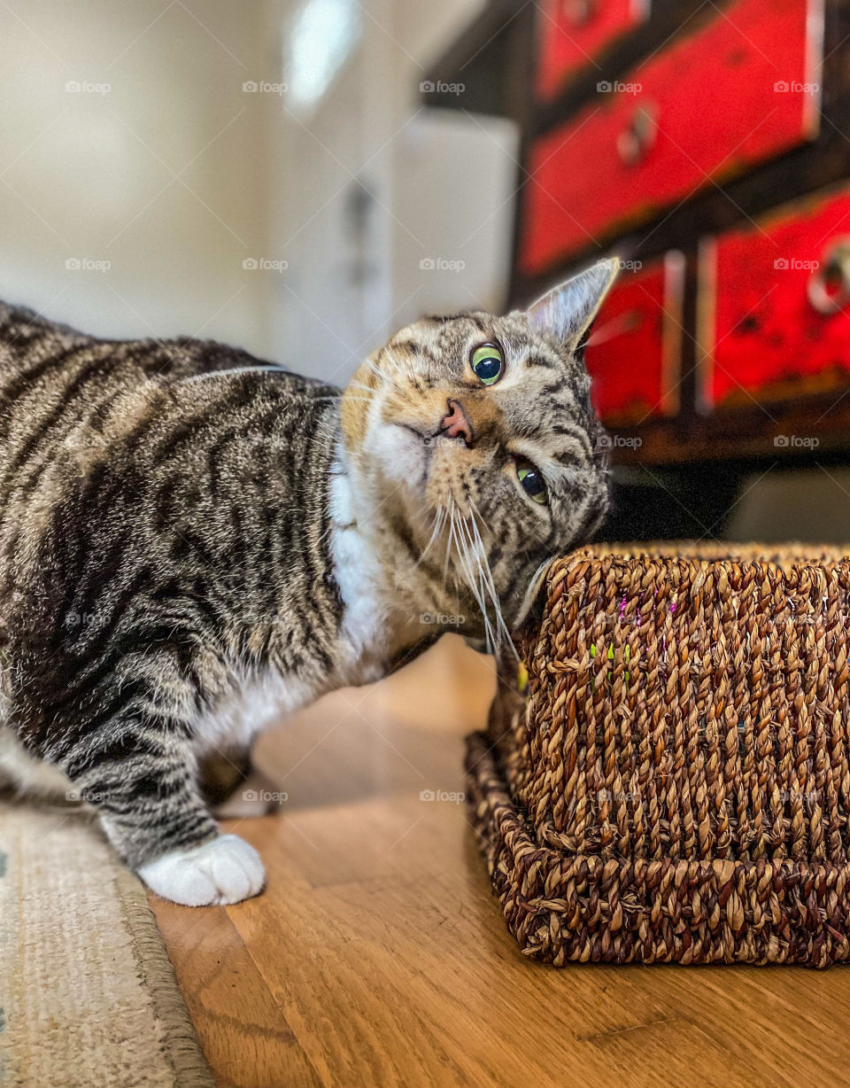 Cute feline rubbing her head against a wicker basket 