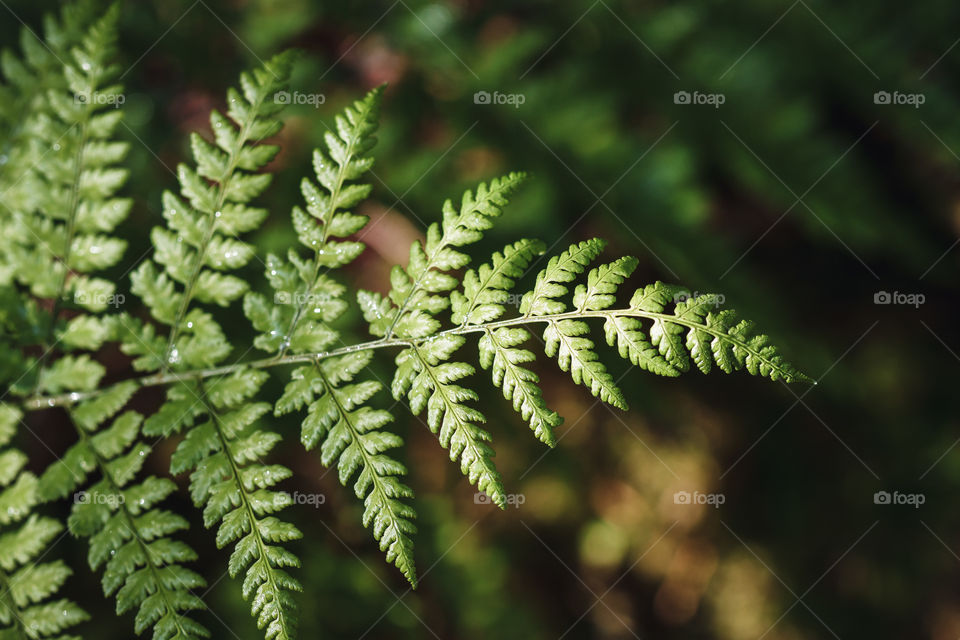 Closeup macro of a small fern in nature