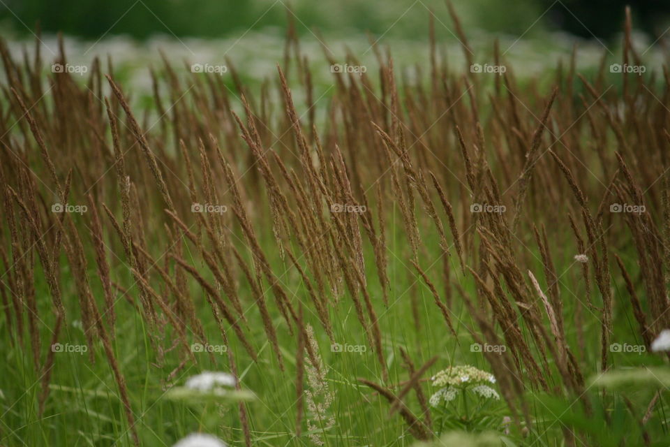 Nature Details