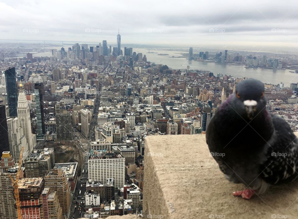 a pigeon in the top of a building looking at me in New York
