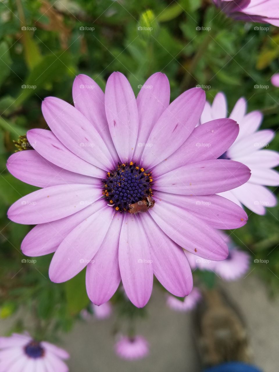 Flora Lavender