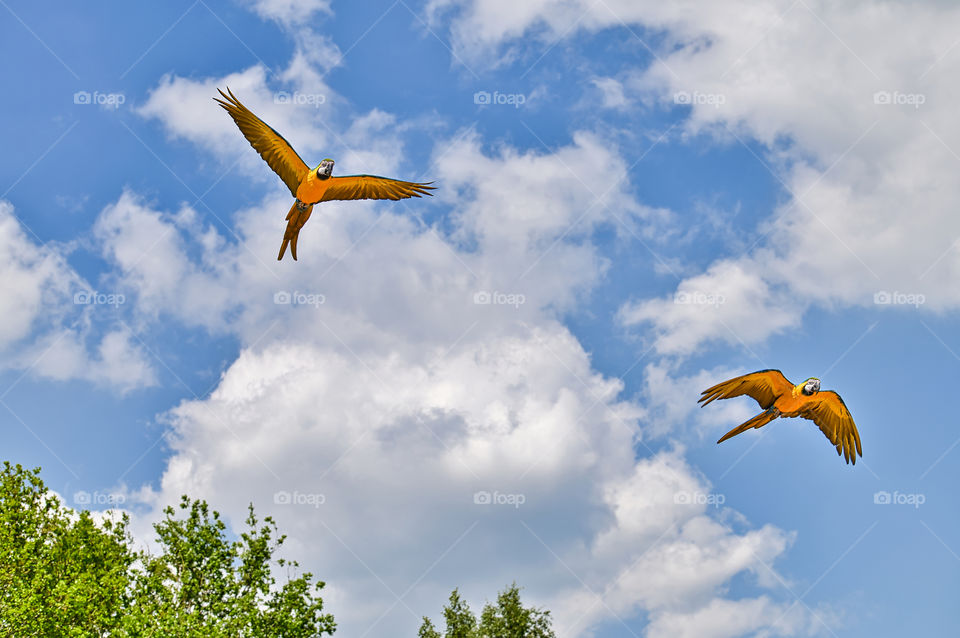 Blue and gold macaw parrots (Ara ararauna) free flying.